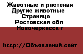 Животные и растения Другие животные - Страница 2 . Ростовская обл.,Новочеркасск г.